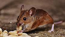 24 Hour & Emergency Exterminators in Ceffco, IL